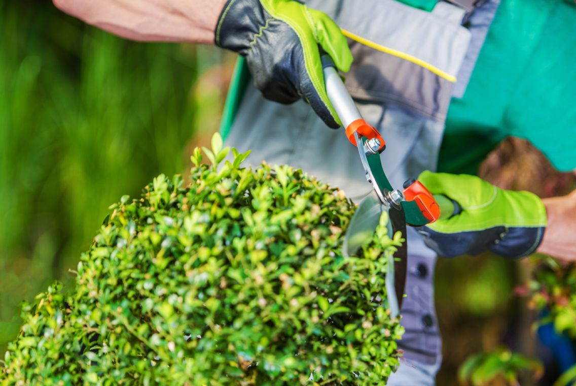 Zoom in of man hands doing gardening with gloves and scissors cropping bush